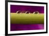 USA, California, Los Osos. Water droplets on stem.-Jaynes Gallery-Framed Photographic Print