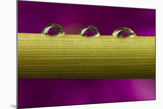 USA, California, Los Osos. Water droplets on stem.-Jaynes Gallery-Mounted Photographic Print