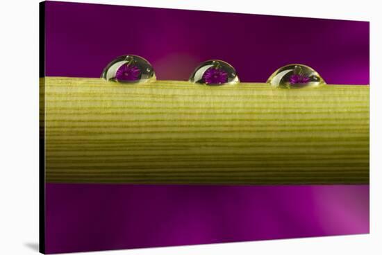 USA, California, Los Osos. Water droplets on stem.-Jaynes Gallery-Stretched Canvas