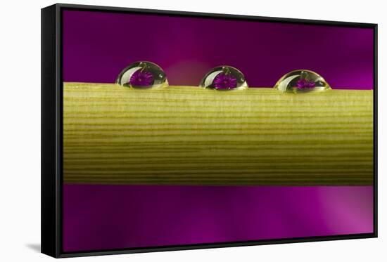 USA, California, Los Osos. Water droplets on stem.-Jaynes Gallery-Framed Stretched Canvas