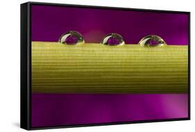 USA, California, Los Osos. Water droplets on stem.-Jaynes Gallery-Framed Stretched Canvas