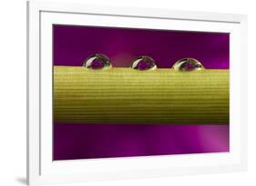 USA, California, Los Osos. Water droplets on stem.-Jaynes Gallery-Framed Premium Photographic Print