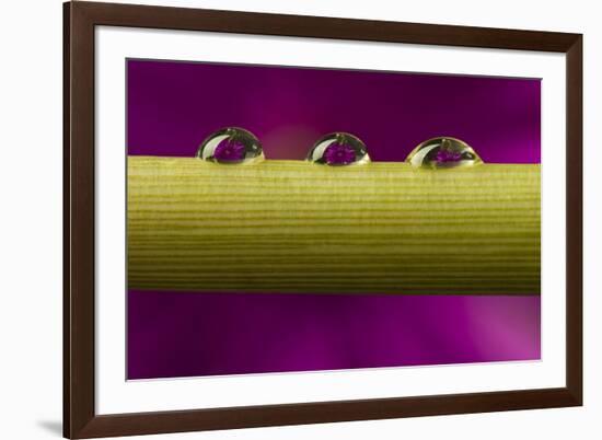 USA, California, Los Osos. Water droplets on stem.-Jaynes Gallery-Framed Premium Photographic Print