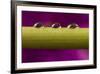 USA, California, Los Osos. Water droplets on stem.-Jaynes Gallery-Framed Premium Photographic Print