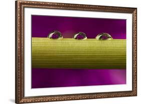 USA, California, Los Osos. Water droplets on stem.-Jaynes Gallery-Framed Premium Photographic Print