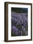 USA, California. Lupine blooming on the hillside along Bald Hills Road-Judith Zimmerman-Framed Photographic Print
