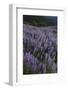 USA, California. Lupine blooming on the hillside along Bald Hills Road-Judith Zimmerman-Framed Photographic Print