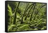 USA, California. Lush green mosses and ferns in Sugarloaf State Park.-Brenda Tharp-Framed Stretched Canvas