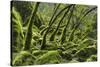 USA, California. Lush green mosses and ferns in Sugarloaf State Park.-Brenda Tharp-Stretched Canvas