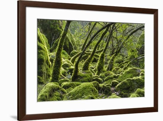 USA, California. Lush green mosses and ferns in Sugarloaf State Park.-Brenda Tharp-Framed Premium Photographic Print