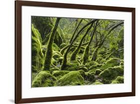 USA, California. Lush green mosses and ferns in Sugarloaf State Park.-Brenda Tharp-Framed Premium Photographic Print