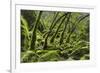 USA, California. Lush green mosses and ferns in Sugarloaf State Park.-Brenda Tharp-Framed Premium Photographic Print