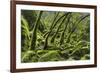 USA, California. Lush green mosses and ferns in Sugarloaf State Park.-Brenda Tharp-Framed Premium Photographic Print