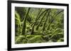 USA, California. Lush green mosses and ferns in Sugarloaf State Park.-Brenda Tharp-Framed Premium Photographic Print