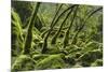 USA, California. Lush green mosses and ferns in Sugarloaf State Park.-Brenda Tharp-Mounted Premium Photographic Print