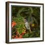 USA, California. Male Anna's hummingbird flying.-Jaynes Gallery-Framed Photographic Print