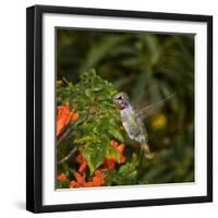 USA, California. Male Anna's hummingbird flying.-Jaynes Gallery-Framed Photographic Print