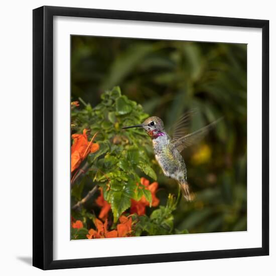 USA, California. Male Anna's hummingbird flying.-Jaynes Gallery-Framed Photographic Print