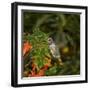USA, California. Male Anna's hummingbird flying.-Jaynes Gallery-Framed Photographic Print
