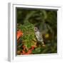 USA, California. Male Anna's hummingbird flying.-Jaynes Gallery-Framed Photographic Print