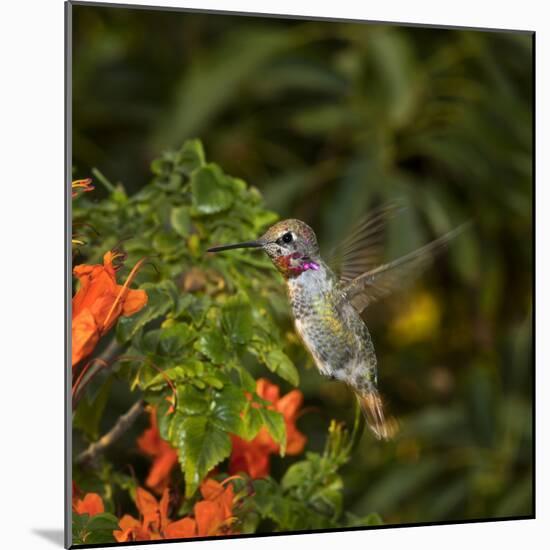 USA, California. Male Anna's hummingbird flying.-Jaynes Gallery-Mounted Photographic Print