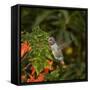 USA, California. Male Anna's hummingbird flying.-Jaynes Gallery-Framed Stretched Canvas