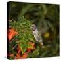 USA, California. Male Anna's hummingbird flying.-Jaynes Gallery-Stretched Canvas