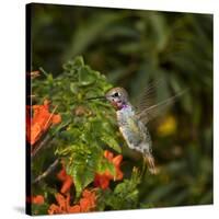 USA, California. Male Anna's hummingbird flying.-Jaynes Gallery-Stretched Canvas