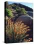 USA, California, Mallow Wildflowers in the Sierra Nevada Mountains-Jaynes Gallery-Stretched Canvas