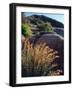 USA, California, Mallow Wildflowers in the Sierra Nevada Mountains-Jaynes Gallery-Framed Photographic Print