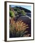 USA, California, Mallow Wildflowers in the Sierra Nevada Mountains-Jaynes Gallery-Framed Photographic Print