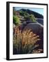 USA, California, Mallow Wildflowers in the Sierra Nevada Mountains-Jaynes Gallery-Framed Photographic Print