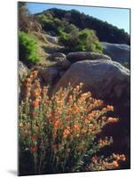 USA, California, Mallow Wildflowers in the Sierra Nevada Mountains-Jaynes Gallery-Mounted Photographic Print