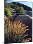 USA, California, Mallow Wildflowers in the Sierra Nevada Mountains-Jaynes Gallery-Mounted Photographic Print