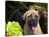 USA, California. Mastiff puppy portrait with succulents.-Zandria Muench Beraldo-Stretched Canvas