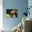 USA, California. Mastiff puppy portrait with succulents.-Zandria Muench Beraldo-Photographic Print displayed on a wall