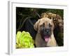 USA, California. Mastiff puppy portrait with succulents.-Zandria Muench Beraldo-Framed Photographic Print