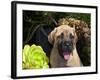 USA, California. Mastiff puppy portrait with succulents.-Zandria Muench Beraldo-Framed Photographic Print