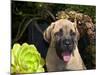 USA, California. Mastiff puppy portrait with succulents.-Zandria Muench Beraldo-Mounted Photographic Print