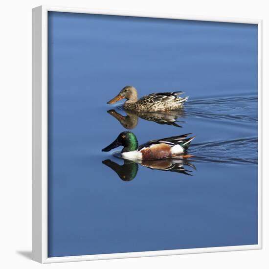 USA, California. Mated pair of ring-necked ducks swimming.-Jaynes Gallery-Framed Photographic Print