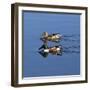 USA, California. Mated pair of ring-necked ducks swimming.-Jaynes Gallery-Framed Photographic Print