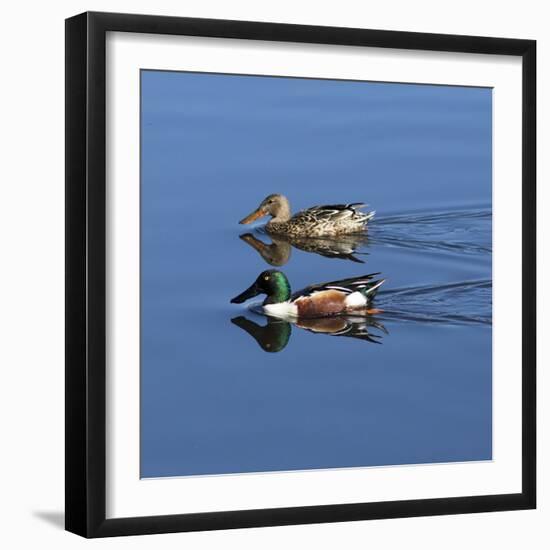 USA, California. Mated pair of ring-necked ducks swimming.-Jaynes Gallery-Framed Photographic Print