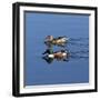 USA, California. Mated pair of ring-necked ducks swimming.-Jaynes Gallery-Framed Photographic Print