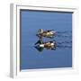 USA, California. Mated pair of ring-necked ducks swimming.-Jaynes Gallery-Framed Photographic Print