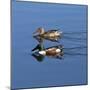 USA, California. Mated pair of ring-necked ducks swimming.-Jaynes Gallery-Mounted Photographic Print
