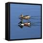 USA, California. Mated pair of ring-necked ducks swimming.-Jaynes Gallery-Framed Stretched Canvas