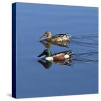 USA, California. Mated pair of ring-necked ducks swimming.-Jaynes Gallery-Stretched Canvas