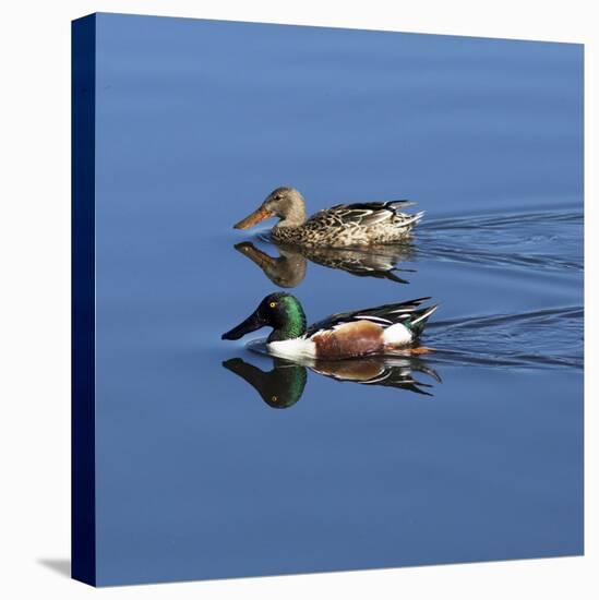 USA, California. Mated pair of ring-necked ducks swimming.-Jaynes Gallery-Stretched Canvas