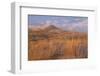 USA, California, Mohave National Preserve. Grasses and Sand Dunes-Don Paulson-Framed Photographic Print