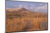 USA, California, Mohave National Preserve. Grasses and Sand Dunes-Don Paulson-Mounted Photographic Print